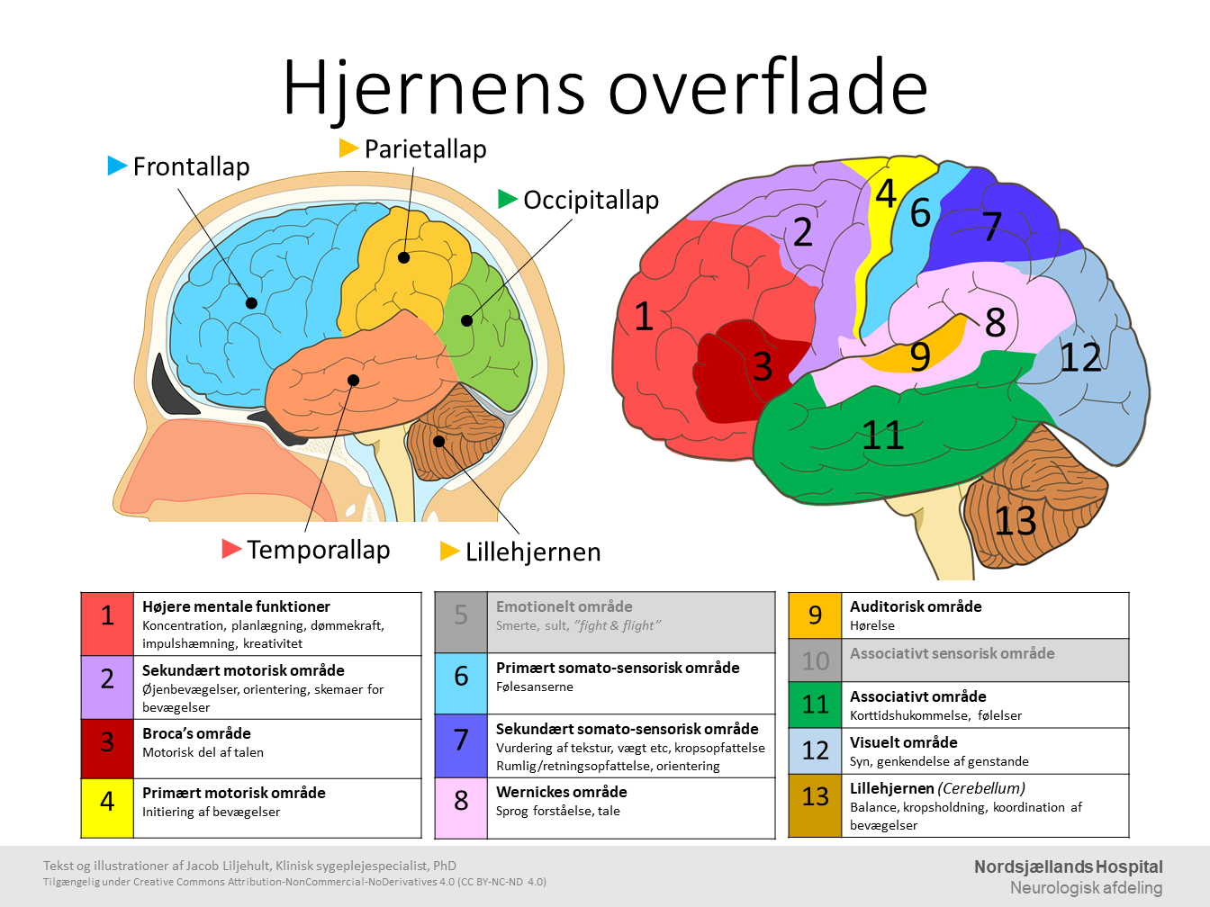 Hjernens_overflade