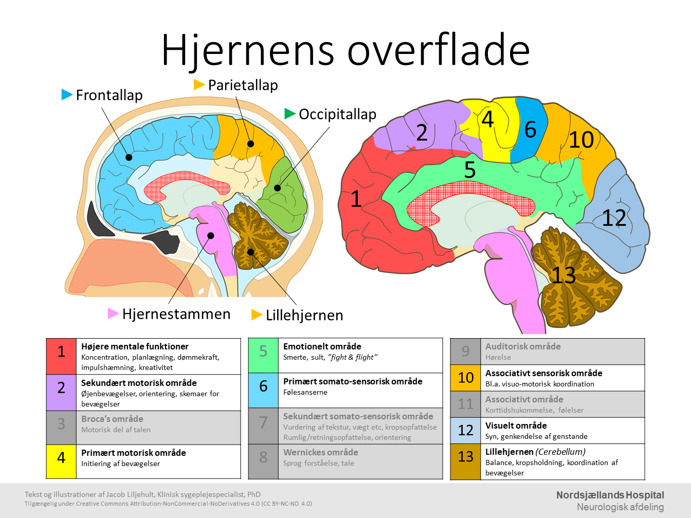 Hjernens_overflade