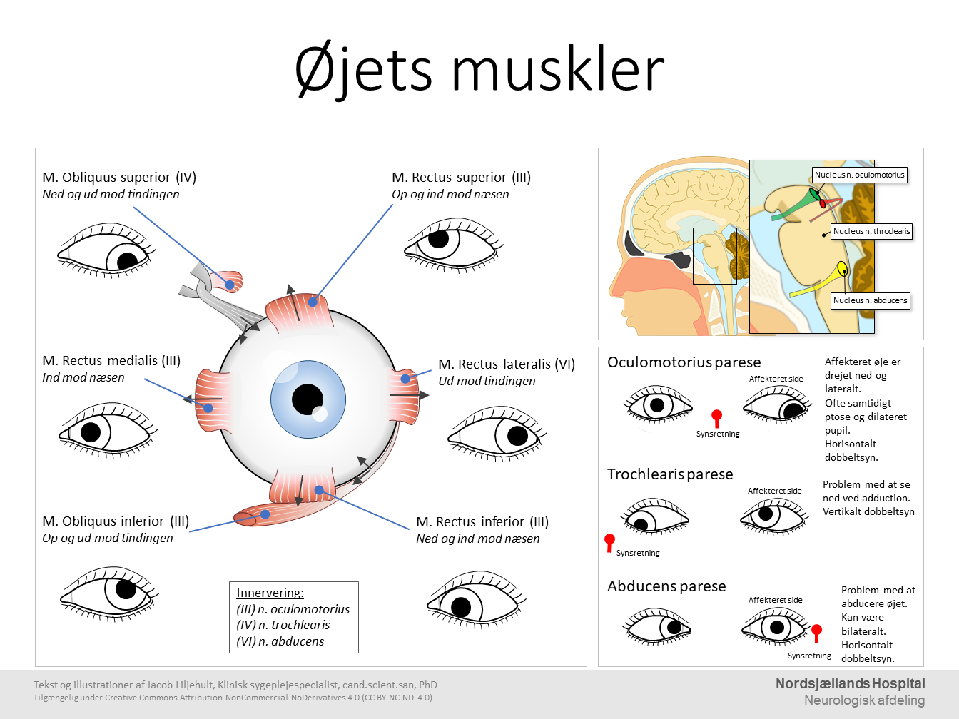 Øjets muskler